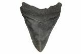 Serrated, Fossil Megalodon Tooth - South Carolina #214746-1